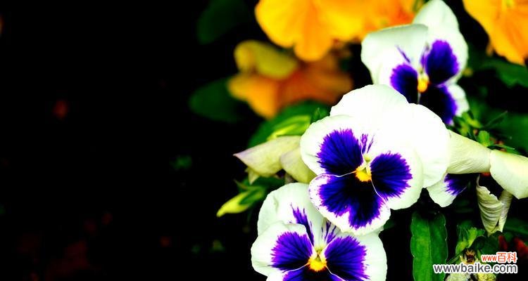 探究蝴蝶花的象征意义与文化内涵 蝴蝶花花语的深刻含义