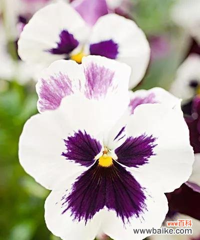 探究蝴蝶花的象征意义与文化内涵 蝴蝶花花语的深刻含义