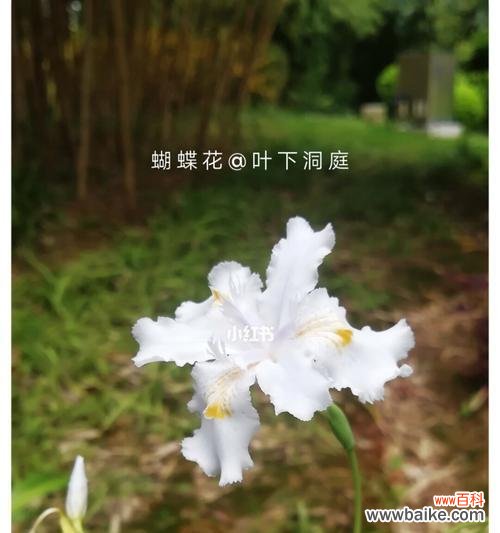 探究蝴蝶花的象征意义与文化内涵 蝴蝶花花语的深刻含义