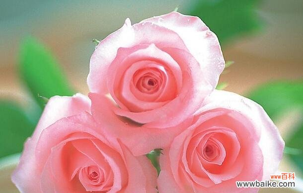 玫瑰花语系列之朵数语言 玫瑰花朵数的含义