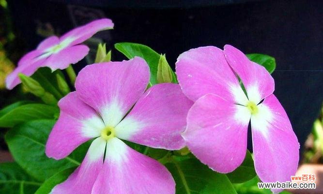 探秘长春花的神秘符号，祝福人生美好 长春花花语大全，寓意美好的花朵