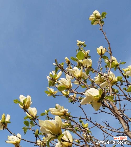 探究白玉兰花的神秘意义 白玉兰花的花语与寓意