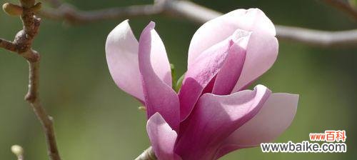 探究白玉兰花的神秘意义 白玉兰花的花语与寓意