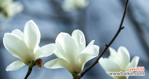 探究白玉兰花的神秘意义 白玉兰花的花语与寓意