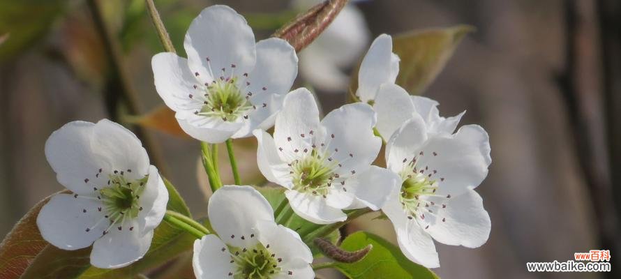 探索白色梨花背后的8个寓意 梨花花语及其寓意
