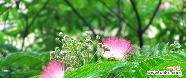 探秘合欢花的传说与神话 合欢花语，爱情芬芳永不凋谢