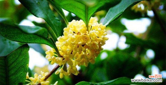 桂花的美丽象征着什么？桂花的花语又是什么？ 悠扬香气传千古——桂花的花语与寓意