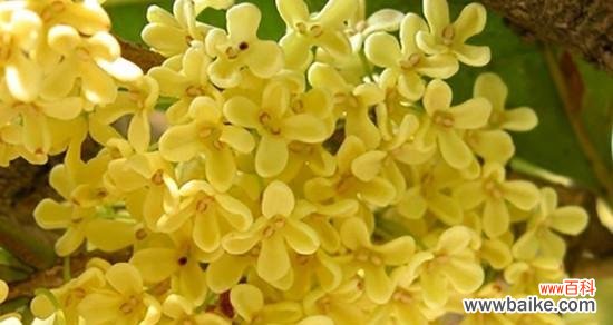 桂花的美丽象征着什么？桂花的花语又是什么？ 悠扬香气传千古——桂花的花语与寓意