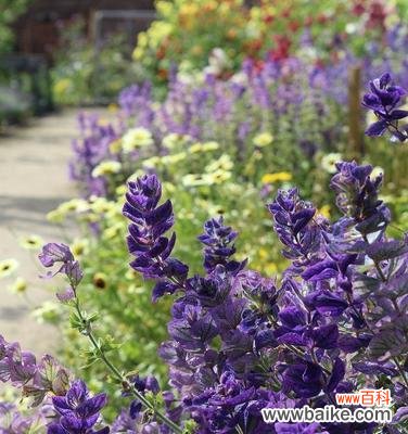 以何种花的花语描绘梦境的浪漫与神秘 梦境如花的意义与寓意