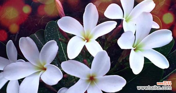 以何种花的花语描绘梦境的浪漫与神秘 梦境如花的意义与寓意