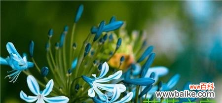 揭示不同花的美丽之花语 美丽如花的花语