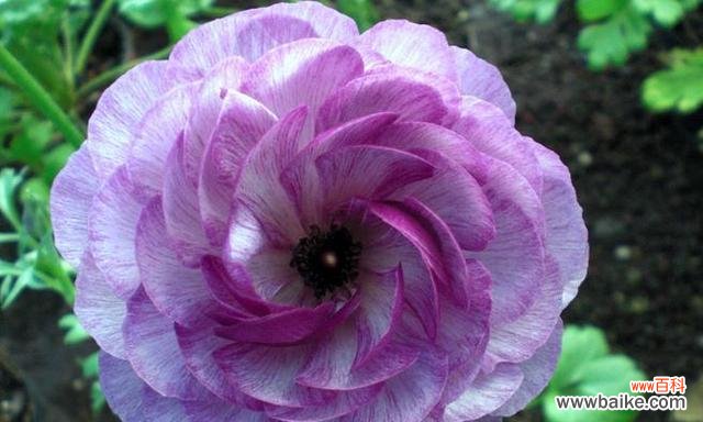 唯一的爱情誓言——玫瑰花的花语 以玫瑰花的花语为主题的文章