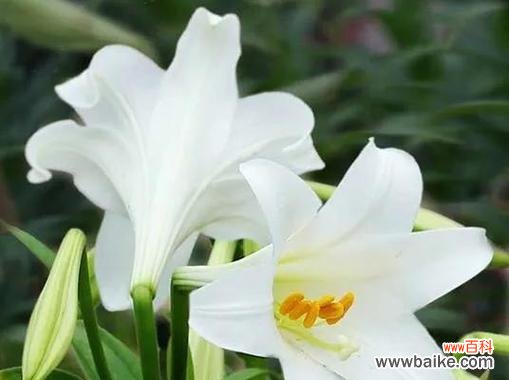 康乃馨 母爱的花语——以康乃馨为主题