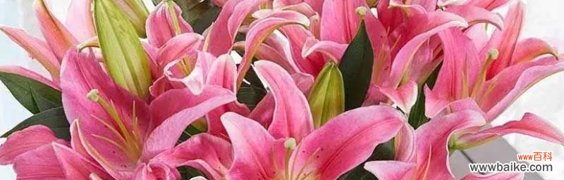 康乃馨 母爱的花语——以康乃馨为主题