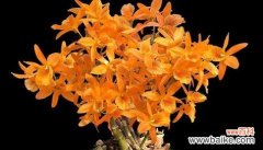 用花语传递祝福 平安如意，以菊花为主题的花语之旅