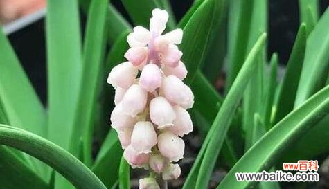 以风信子为象征的友谊之美 友谊花园中的陪伴之花