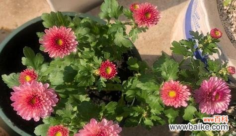 花开花落间 和平百合，平平安安