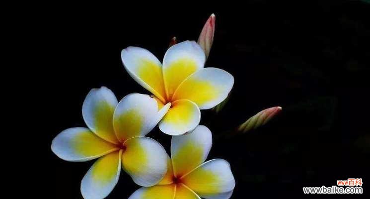 花开花落间 和平百合，平平安安