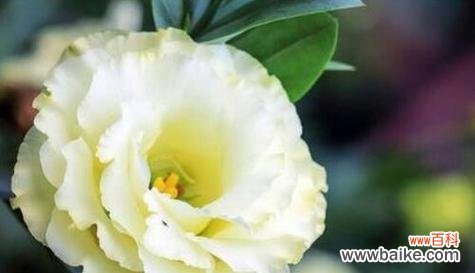 花开花落间 和平百合，平平安安