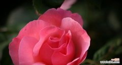 以花朵的姿态诠释幸福与自由的生命之旅 月季花莲花