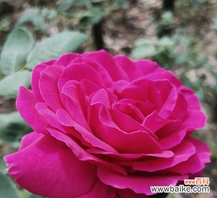 探索月季花的魅力与内涵 月季花的象征意义与花语