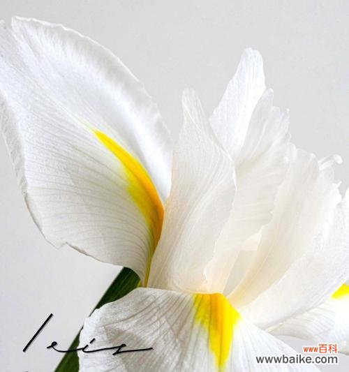 揭秘月桂花的神秘力量 月桂花的传说与希腊神话