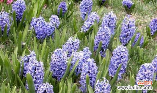 揭秘月桂花的神秘力量 月桂花的传说与希腊神话