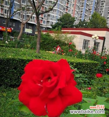 用花语传达情感与意义 月季花的含义与象征