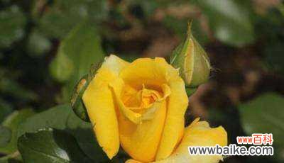 探究月季所代表的意义 月季的象征意义