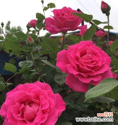 探究月季所代表的意义 月季的象征意义