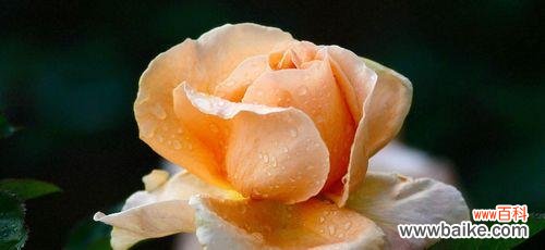 探寻月季花盛开背后的品质之美 月季