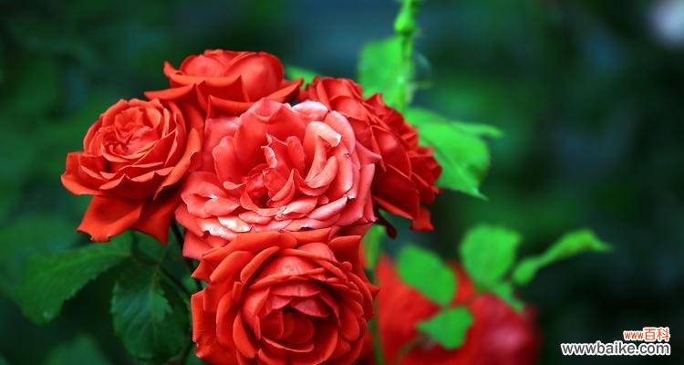 探寻月季花盛开背后的品质之美 月季