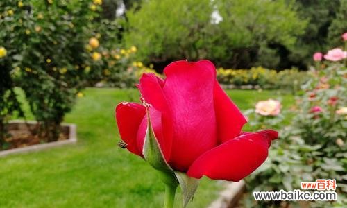 探寻月季花的多彩语言与象征 月季花的花语及其意义