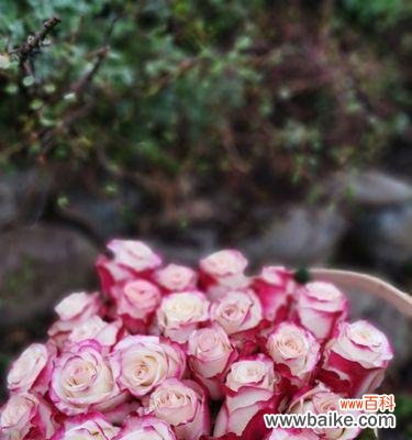 探索月季切花的文化意义和种植技巧 月季切花