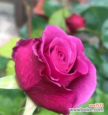 唤醒心灵的美丽花语 《绽放芬芳的月季世界》