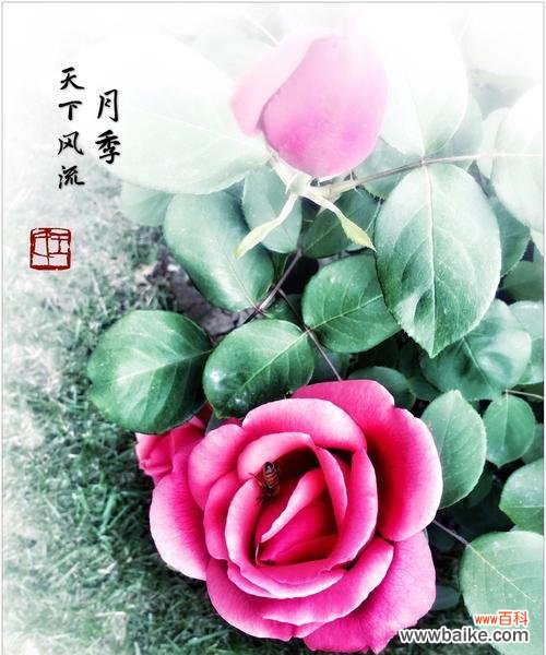 唤醒心灵的美丽花语 《绽放芬芳的月季世界》