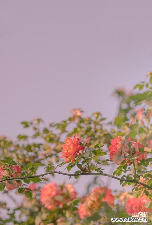 唤醒心灵的美丽花语 《绽放芬芳的月季世界》