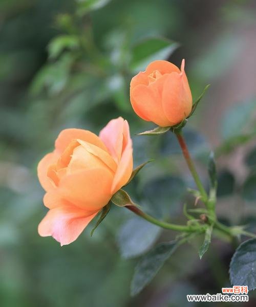 探寻月季的特性和花语 月季之美