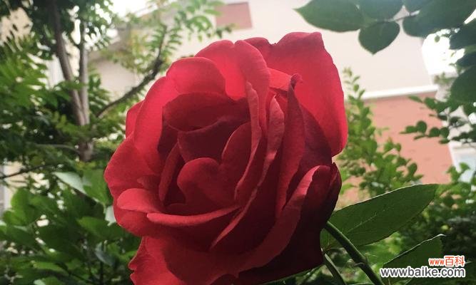 探寻月季的特性和花语 月季之美