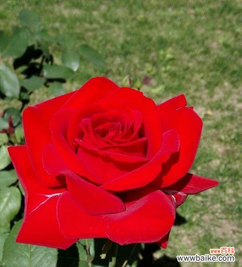 探寻花朵的花语之旅 月季与玫瑰