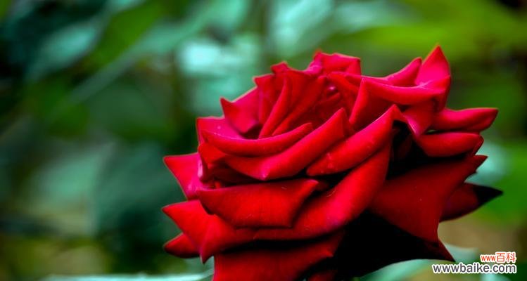 探寻月季花所传递的深层含义与美好愿景 月季花的寓意及象征意义