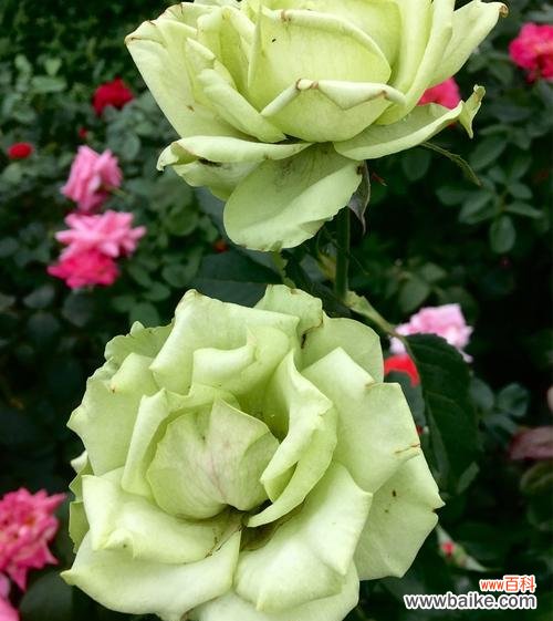 探寻月季花所传递的深层含义与美好愿景 月季花的寓意及象征意义