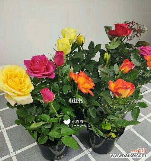 探秘云南小玫瑰的独特魅力与特点 云南小玫瑰