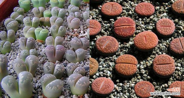 从神秘的“石花谷”到美丽的花海之旅，探索生石花的意义 解读生石花花语的含义