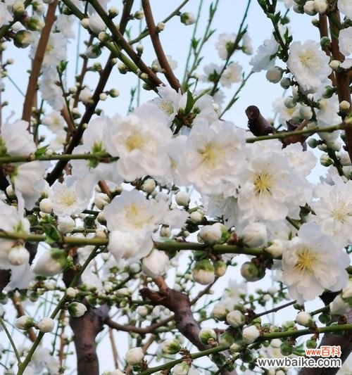 梅花——不凋之美 探寻梅花的文化内涵