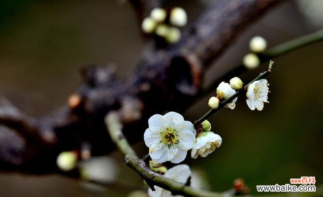 梅花——不凋之美 探寻梅花的文化内涵