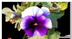 探寻大自然的魅力 春日之美——野生三色菫