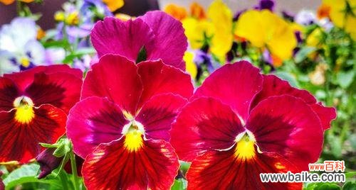 探寻大自然的魅力 春日之美——野生三色菫