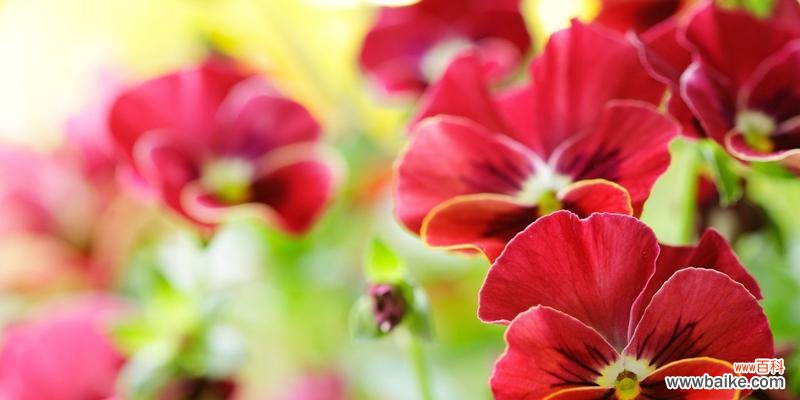 探寻大自然的魅力 春日之美——野生三色菫