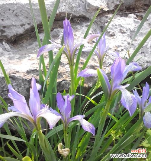 探寻鸢尾花的神秘意义 蓝色鸢尾花的花语